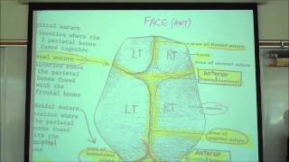 THE SKELETAL SYSTEM INTRO TO OSTEOLOGY by professor fink [upl. by Nek]