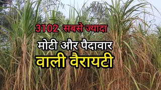 3102 sugarcane variety 3102 गन्ना वैरायटी [upl. by Akenahc]