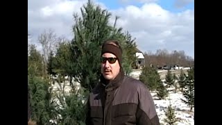 2008 Cutting Christmas Tree [upl. by O'Kelly]