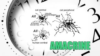 Amacrine Cells  Sub  ENG   Retina part 7 [upl. by Brent641]