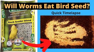 Worms vs Ground Bird Seed Quick Timelapse [upl. by Akoyn831]