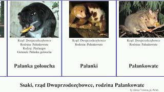 Ssaki rząd Dwuprzodozębowce rodzina Pałankowate phalanger trichosurus mammal orientalis ornatus [upl. by Nalyak]