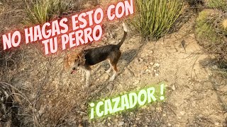 COMO ENSEÑAR A CAZAR A UN PERRO [upl. by Whitson]