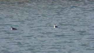 Blacknecked Grebe Svasso piccolo Podiceps nigricollis [upl. by Nowaj]