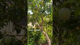 BEAUTIFUL R2E2 MANGO PLANT [upl. by Emalia]