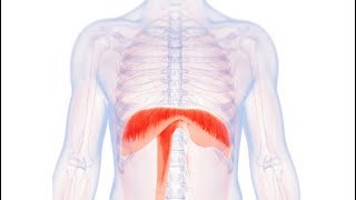 What is Diaphragm   Essential Science  Terms [upl. by Rastus]