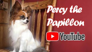 Percy the Papillon Channel Trailer [upl. by Angus]