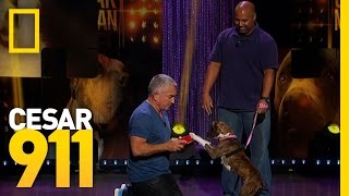 Learning to Nurture the Right Behavior  Cesar Millan [upl. by Neelrac]