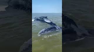 Bultrug aangespoeld op zandplaat in Waddenzee [upl. by Ahsennod928]