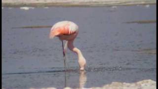 Flamenco Chileno Phoenicopterus chilensis [upl. by Nnylirehs]