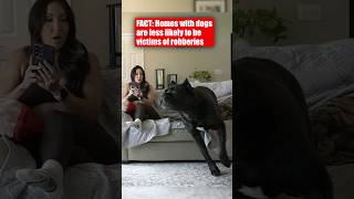 CRIME FACT Dogs Deter Home BreakIns crime shorts canecorso [upl. by Keenan]