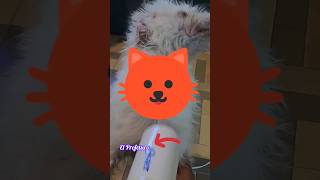 Shampoo Antipulgas Para perros y Gatos 😸🐶🫶 shorts shortsdeyoutube [upl. by Radford]