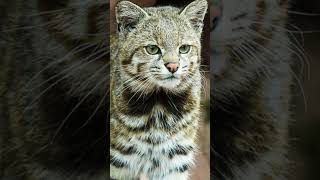 Andean mountain cat 🥺🥺  really can it be happening [upl. by Klaus]