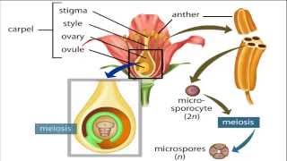 angiosperm life cycle [upl. by Sahc]