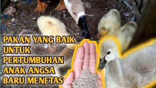 PAKAN TERBAIK UNTUK ANAK ANGSASOANG UMUR 1 HARI AGAR CEPAT BESAR DAN GEMUK  ANAK ANGSASWANsSOANG [upl. by Rikki]