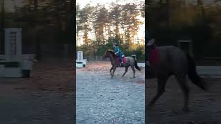 Did a little half gallop thingy today [upl. by Chap]