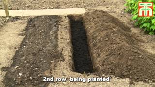 How to plant and grow Asparagus with Thompson amp Morgan [upl. by Ettenal588]