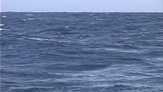 South Polar Skua in flight  May 2009 Hatteras NC USA [upl. by Trebbor]