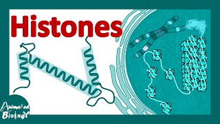 Histones  histones and nucleosomes  histone modification  structure of histones [upl. by Narahs]