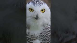 Snowy owls are North Americas heaviest owls owls snowyowls animalshorts bird [upl. by Griffie]