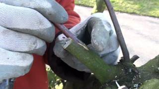 Tree Grafting Technique  Greffes darbres  Fruitboom Enten [upl. by Nerrag]