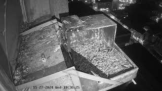 Buckinghamshire Council  Peregrines Camera 1 [upl. by Ynez]