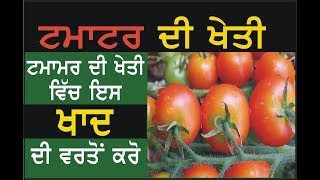 Tomato Farming India  Tomato Farming Punjabi Tips  Press Public [upl. by Maroj361]