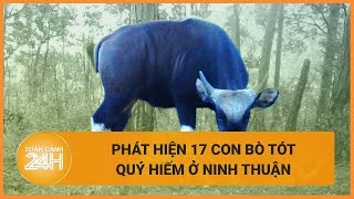 Cận cảnh đàn bò tót quý hiếm quotkhỏe như vâmquot ở Vườn Quốc gia Phước Bình Ninh Thuận  Toàn cảnh 24h [upl. by Annasor]