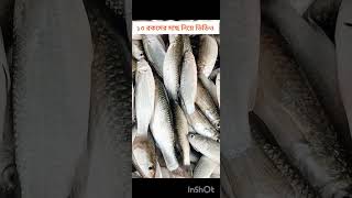 ১৩ রকমের মাছ নিয়ে আজকের ভিডিওfish blacktiph Mr fish Daily fish vlog bonvoj underfishing ar [upl. by Aitropal]