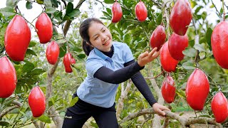 Harvest Mango Red Garden goes to the market sell  Cooking Garden Farm  Hanna Daily Life [upl. by Salome]