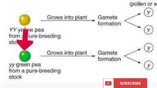 Mendelian Genetics Mendelian Law [upl. by Laenahtan517]