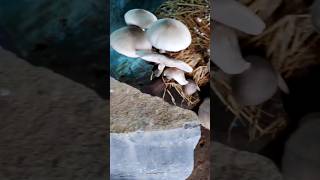 Paddy straw mushroom growing on the my kichan gardan patelgardening short [upl. by Kamaria]