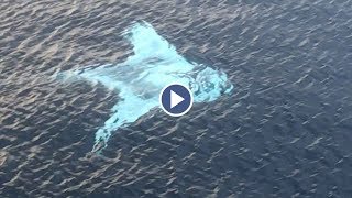 Drone Captures Huge White Manta Ray [upl. by Cirted]