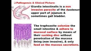 Giardia intestinalis [upl. by Ocinom]