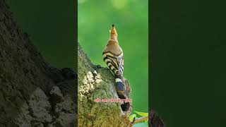 Woodpecker Bird in short facts [upl. by Hammerskjold202]