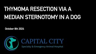 Thymoma Resection via Median Sternotomy in a Dog 20241008 [upl. by Karlow]