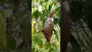 The cocoon of a leafeating caterpillar is part of the butterfly life cycle butterfly nature [upl. by Atok]