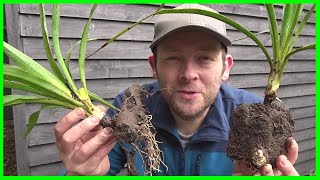 How to Grow Yucca Plants from Cuttings [upl. by Lifton]