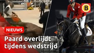 SCHOKKENDE BEELDEN Toppaard Hickstead OVERLEDEN in Verona  Omroep Brabant [upl. by Lenhard]