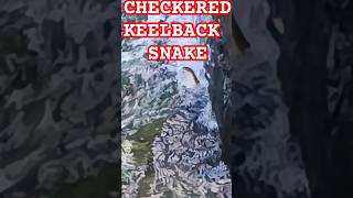 CHECKERED KEELBACK SNAKEcheckeredkeelbackwatersnakesnakeskinsnakevideoviralshortviralvideo [upl. by Freddy981]