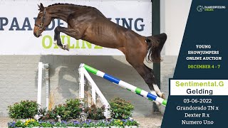 SentimentalG  Young Showjumpers Online Auction  Paardenveilingonlinecom [upl. by Nilrah]