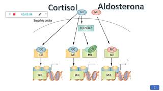 Fisiopatología del Cushing [upl. by Rahel296]