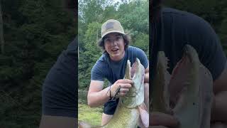 BIG Muskie on light line musky fishing muskie muskyfishing muskiefishing [upl. by Yelruc]