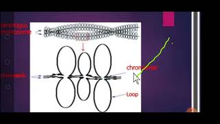 Lampbrush Chromosome Structure and Functions Giant Chromosomesby Dr V P Gupta [upl. by Illoh]