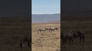 Beautiful Tanzania Ngorongoro Crater animals wildlife nature [upl. by Erdnua]