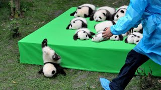 AWW SO CUTE BABY PANDAS Playing With Zookeeper  Funny baby pandas  Baby panda falling [upl. by Paris]