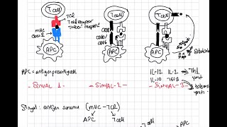 İMMÜNOLOJİ DERS 12 T HÜCRESİ AKTİVASYONU İÇİN GEREKLİ OLAN SİNYALLER [upl. by Ilatfan]