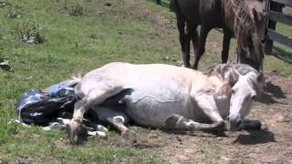 Rocky Mountain Horse giving birth at FairWinds Farm [upl. by Anerbes]