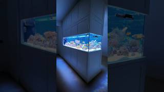 Peninsula Reef Aquarium [upl. by Richelle602]