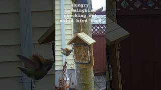 Hungry little hummingbird checking out the solid bird food in my backyard hummingbird birdfeeder [upl. by Nunnery]